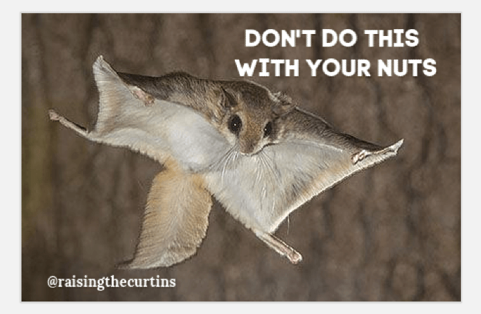 Flying squirrel with text