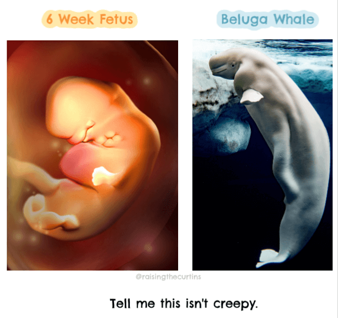 Six Weeks Pregnant with a Beluga Whale