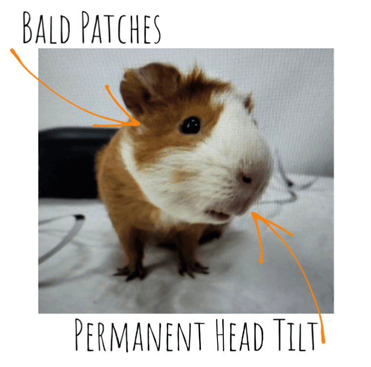 Scarlett's Guinea Pig