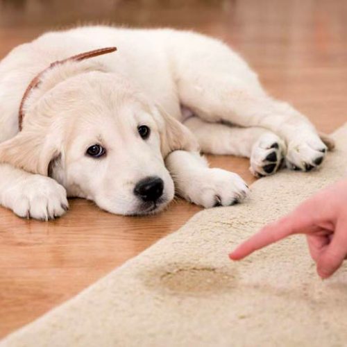 Showing puppy pee mark on carpet